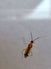 Campyloneura virgula