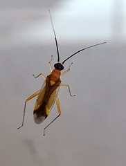 Campyloneura virgula