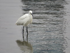 Egretta garzetta