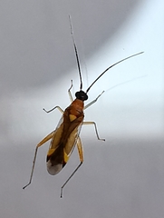 Campyloneura virgula