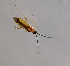 Campyloneura virgula