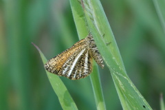 Isturgia limbaria
