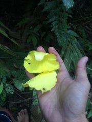 Dillenia philippinensis