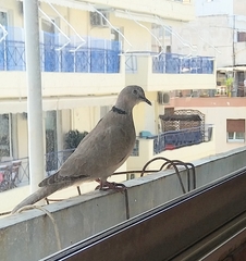 Streptopelia decaocto