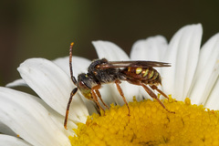 Nomada erigeronis