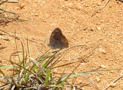 Junonia hierta paris