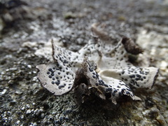 Umbilicaria spodochroa