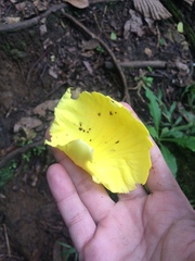 Dillenia philippinensis