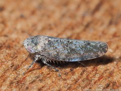 Paraphlepsius tennessus