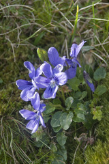 Viola alpina