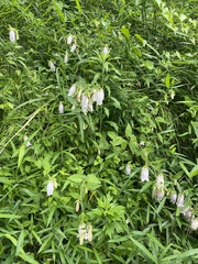Campanula punctata punctata