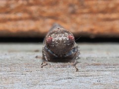 Paraphlepsius tennessus