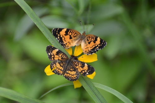 Silvery Checkerspot