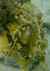 Millepora complanata