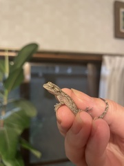 Gekko japonicus