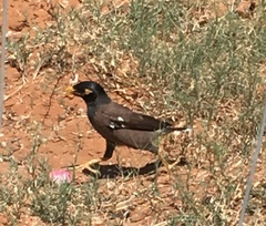Acridotheres tristis