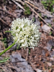 Saponaria bellidifolia