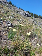 Saponaria bellidifolia