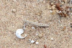 Rivetina