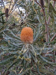 Banksia prionotes