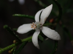 Philotheca scabra
