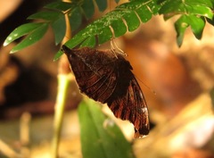 Junonia goudotii