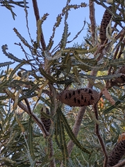 Banksia prionotes