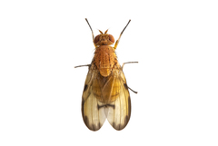 Minettia inusta