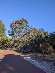 Banksia prionotes