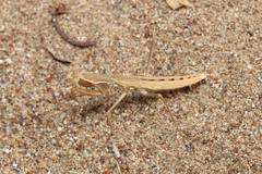 Rivetina