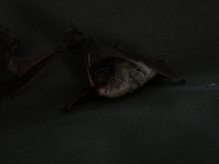 Nyctophilus geoffroyi