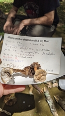 Microporellus dealbatus