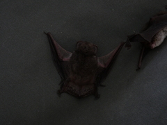 Nyctophilus geoffroyi