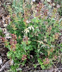 Teucrium flavum