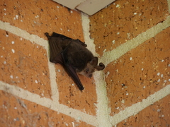 Nyctophilus geoffroyi