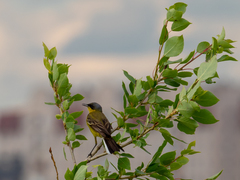 Motacilla flava thunbergi