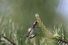 Somatochlora arctica