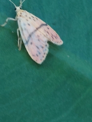 Miltochrista arcuata