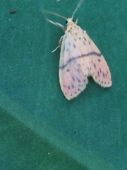 Miltochrista arcuata