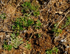 Pharnaceum namaquense