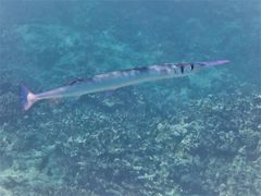 Tylosurus crocodilus crocodilus