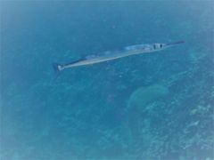 Tylosurus crocodilus crocodilus