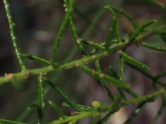 Philotheca scabra