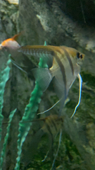 Pterophyllum