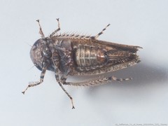 Paraphlepsius tennessus