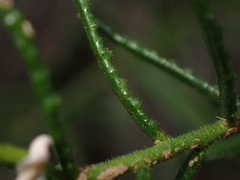 Philotheca scabra