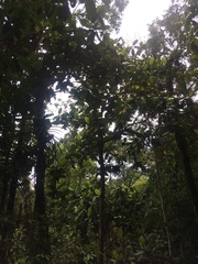 Dillenia philippinensis