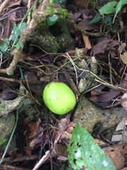 Dillenia philippinensis