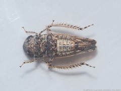 Paraphlepsius tennessus