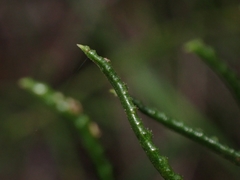 Philotheca scabra
